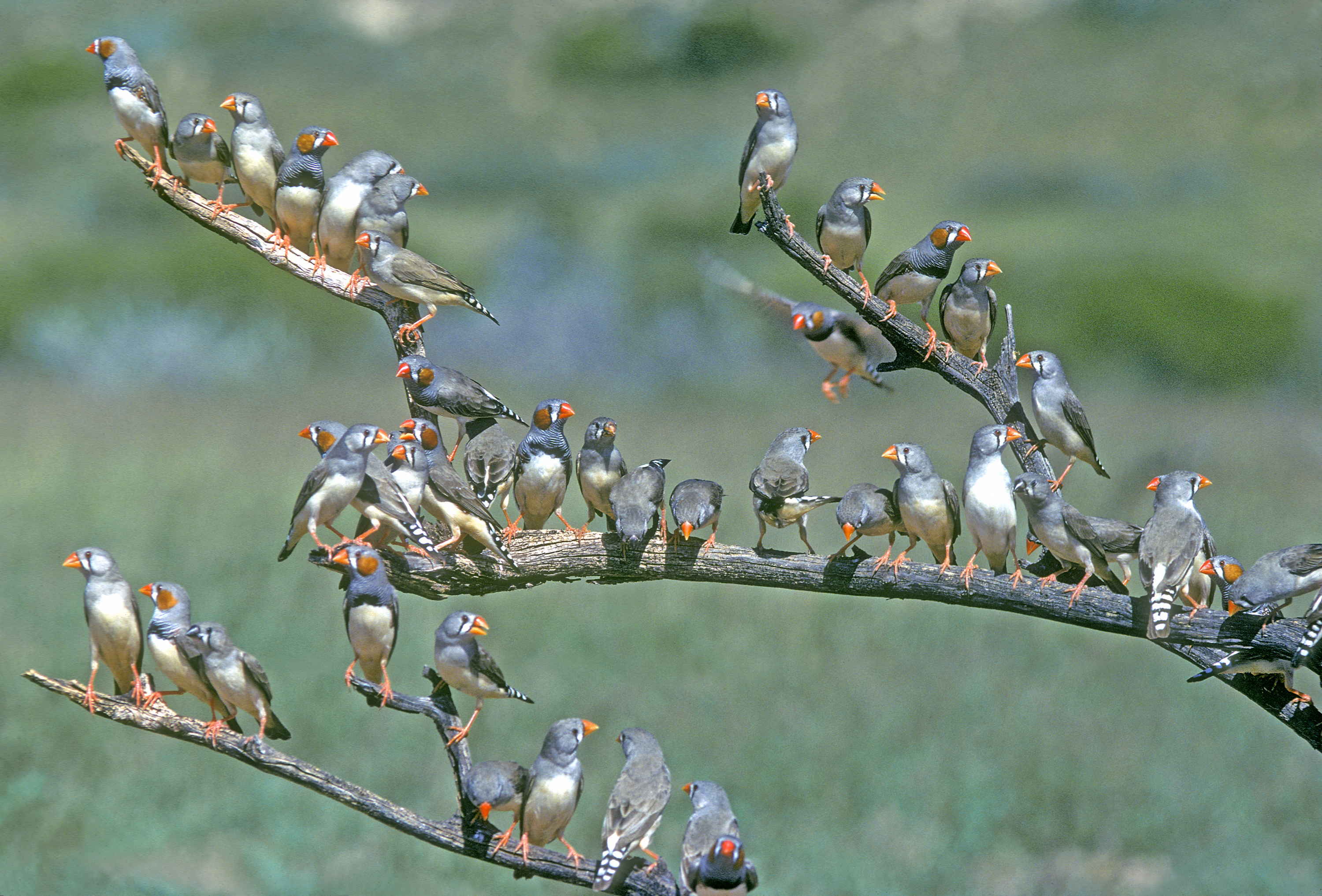 Zebra finch study suggests evolutionary roots of "cuddle hormone