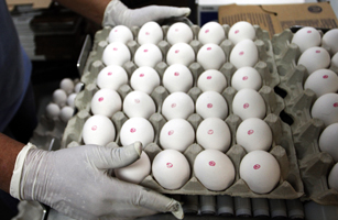 A worker at the National Pasteurized Eggs plant prepares pasteurized eggs for packing in Lansing