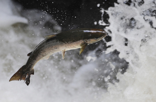 A salmon attempts to leap rapids on the river Braan in Perthshire, Scotland