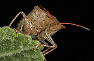 Stink Bug head, Order Hemiptera, Family Pentatomidae, New Hampshire, USA