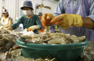 Employees dehead Louisiana white shrimp at C.F. Gollott & Son Seafood in D'Iberville, Mississippi