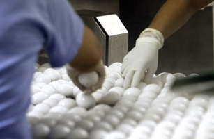 Workers sort eggs after pasteurization at the National Pasteurized Eggs plant in Lansing