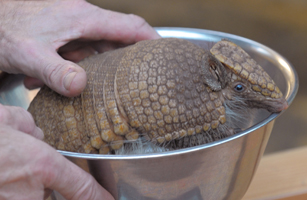 Armadillo is weighed at the zoo in Dresden
