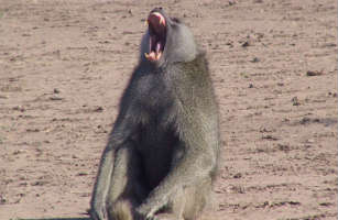 male baboon