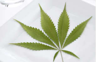 marijuna leaf on plate