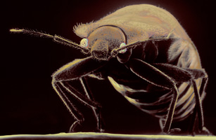 bedbug