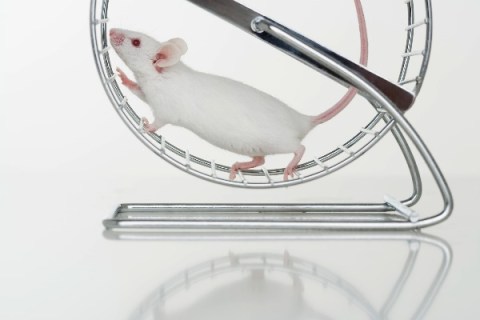 Mouse on exercise wheel