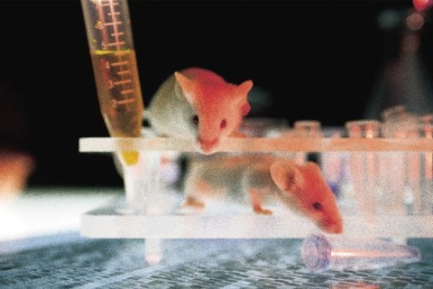 Mice in lab