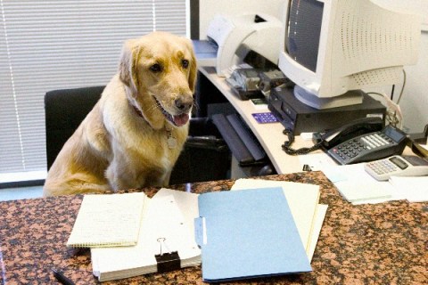 Dog at desk