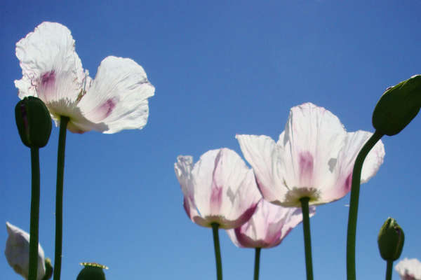 opium poppies identification