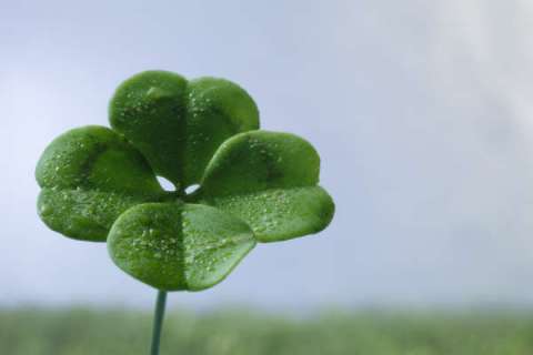 superstition luck four-leaf clover