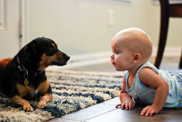 is it good to have dogs around babies