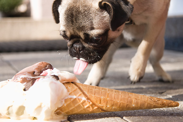 how to keep a dog from getting in your ground