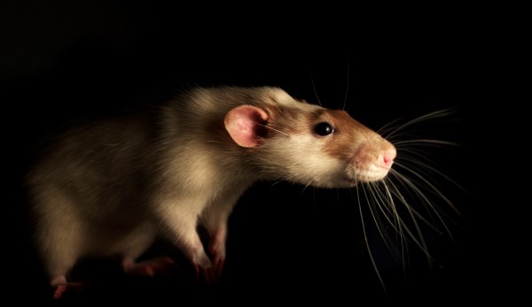 Hantavirus Scare for Yosemite Hikers | TIME.com