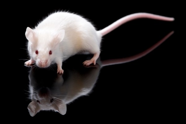 Hope for Infertility Treatments: Scientists Make New Eggs from Mouse ...