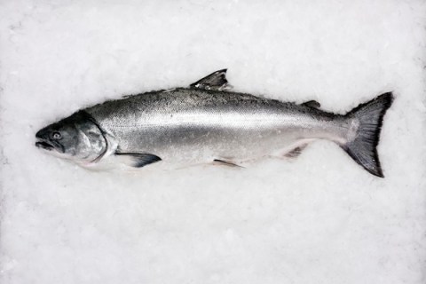 Salmon on ice