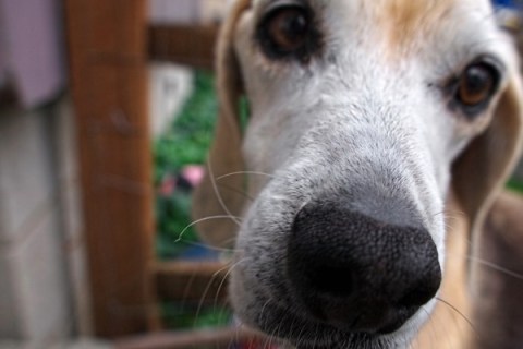 Beagle closeup