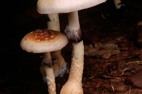 image: Magic mushrooms