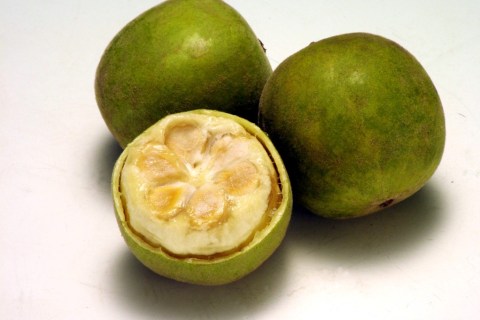 monkfruit