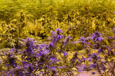 Marijuana plants are seen under multi-colored grow lights in the growing rooms at the Denver Discreet Dispensary in Denver, Jan. 1, 2014.