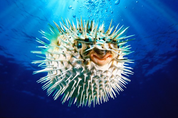 Pufferfish: Canceling Chemo Pain | Treatments from Toxins: New Drugs ...