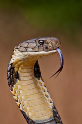 King Cobra: Taking the Bite Out of Morphine | Treatments from Toxins ...