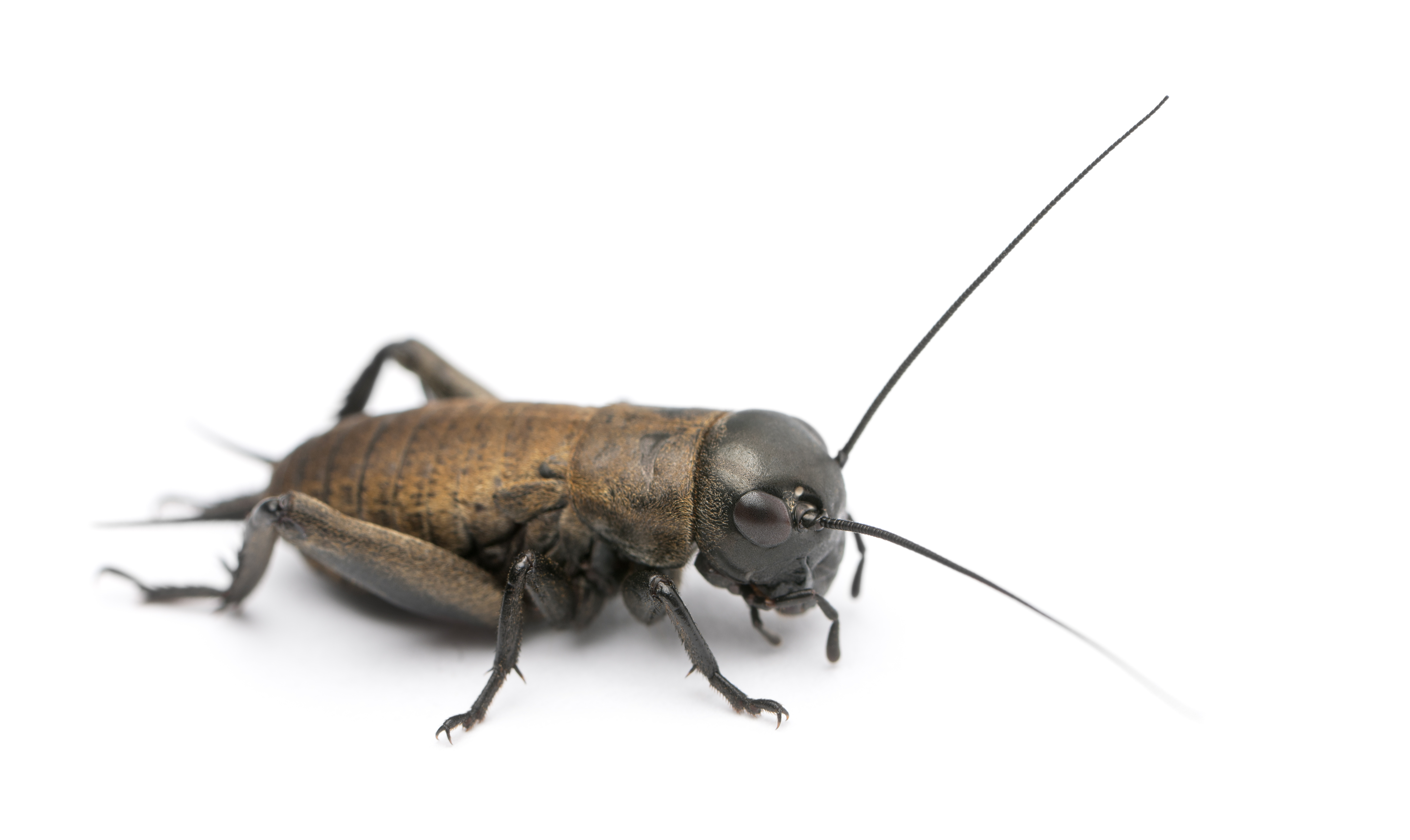 cricket bug