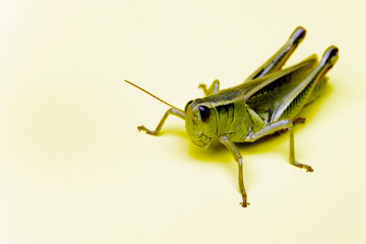 Grasshoppers What S In A Bug Lots Of Healthy Nutrients Time Com