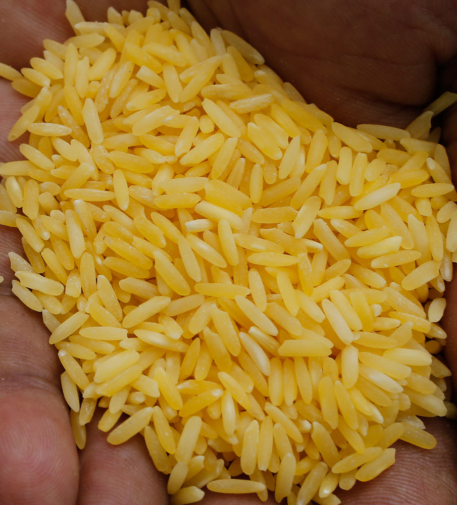 research on golden rice