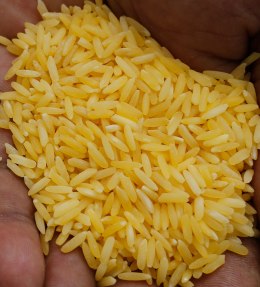 Golden rice